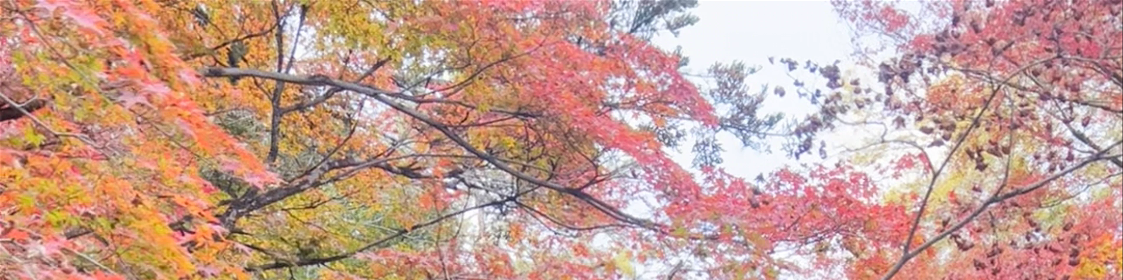 Kitano Tenmangu Shrine