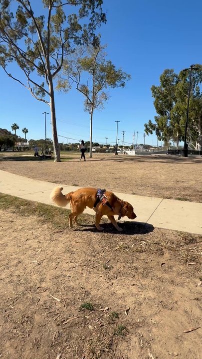 Costa Mesa Bark Park - Dog Parks Near Me - Costa Mesa, California