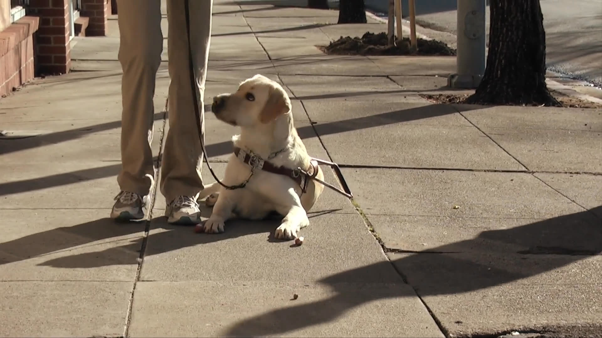 A handler trains a yellow labrador retriever on a city sidewalk using positive reinforcement before they navigate a busy urban intersection together.