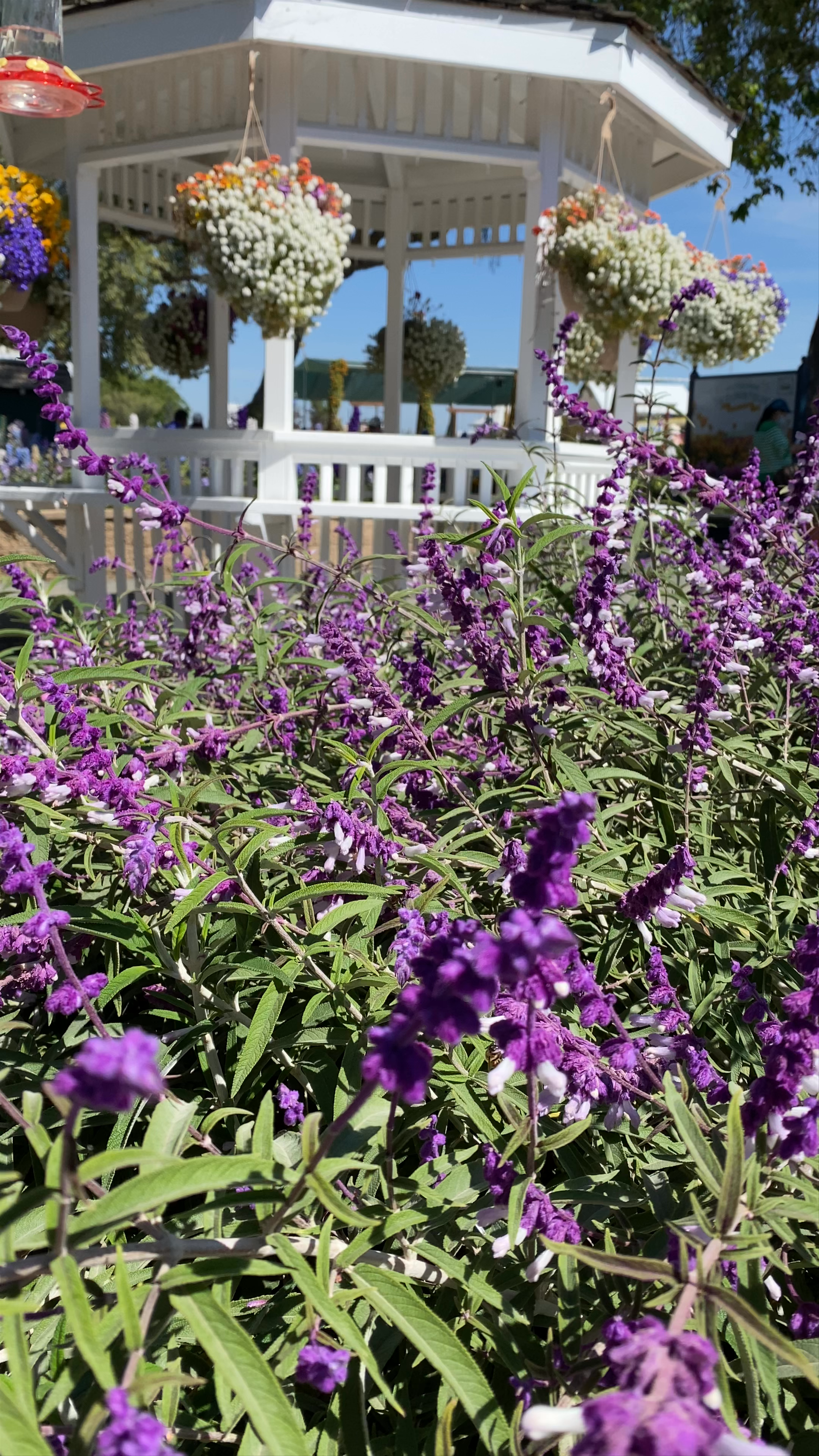 Carlsbad Flower Fields 