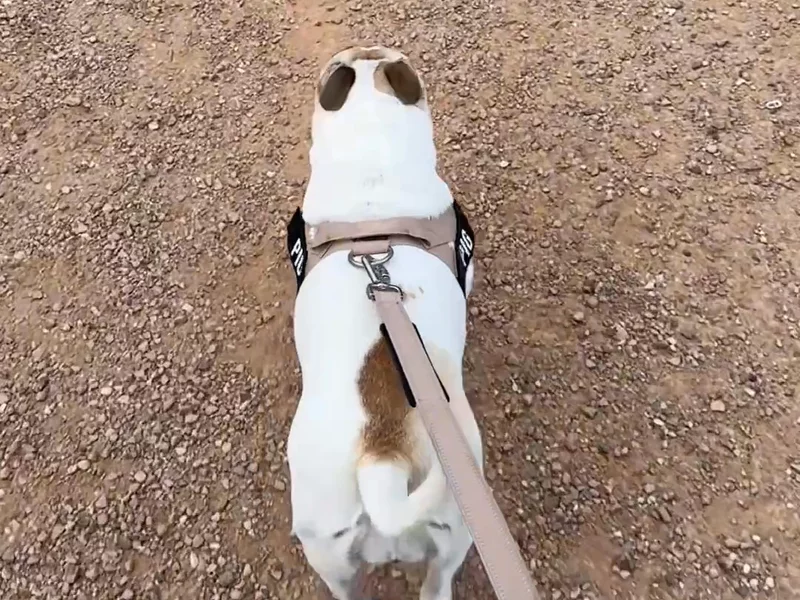 Dog Friendly Co - Ad