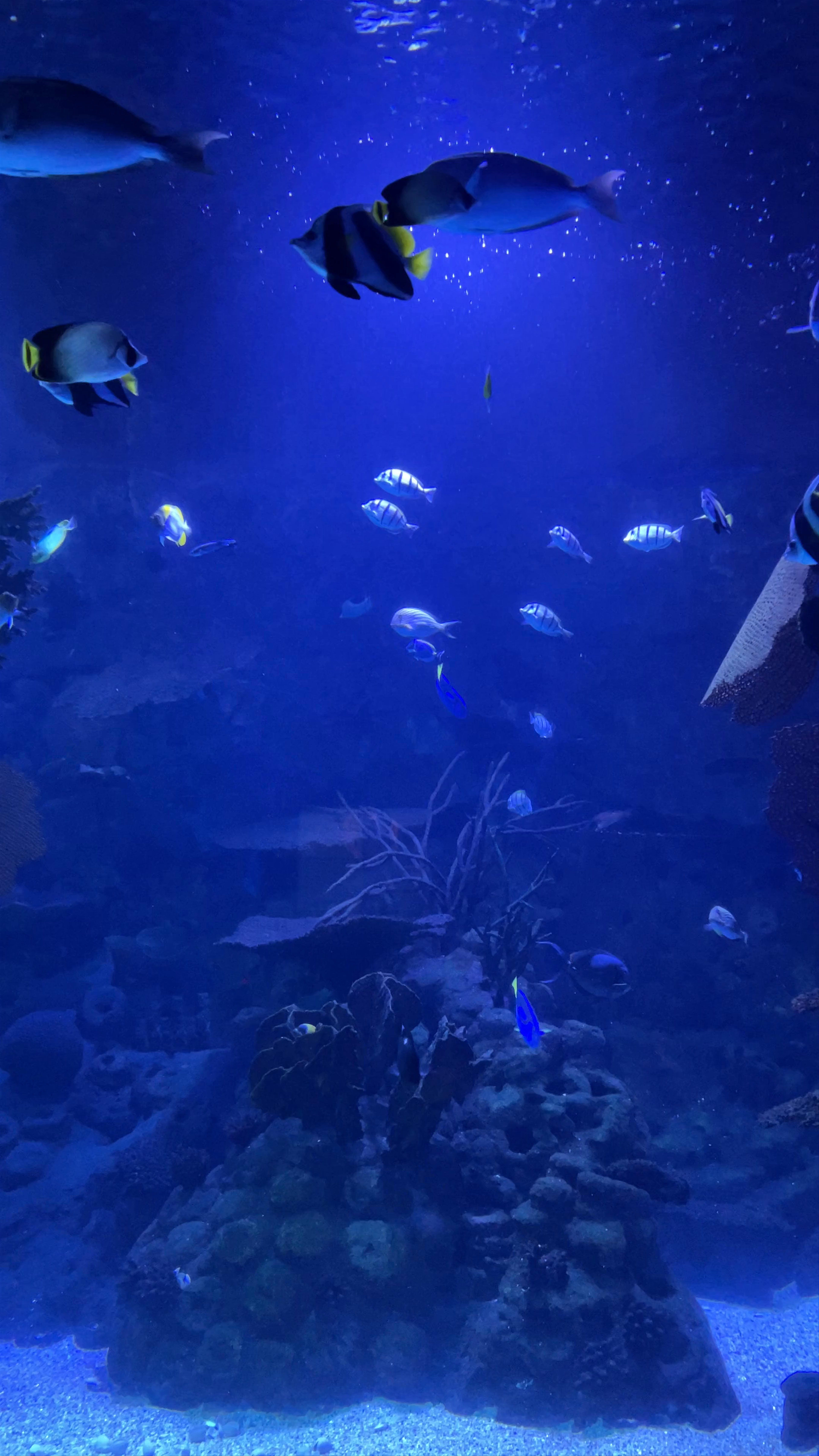 Atlantis Aquarium Madrid
