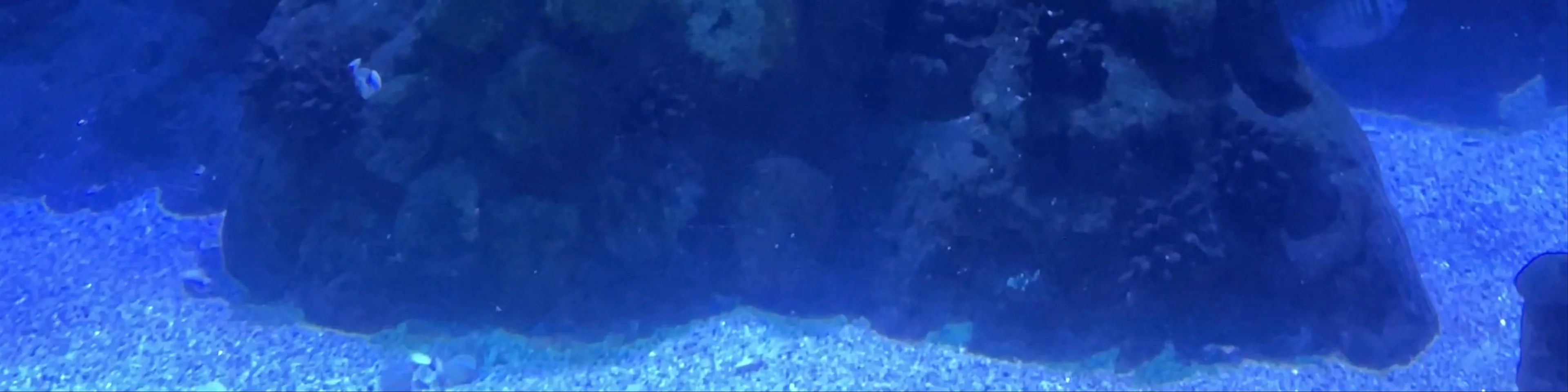 Atlantis Aquarium Madrid