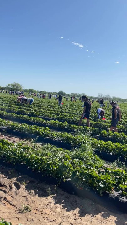 Pecan Creek Strawberry Farm - Pick Your Own Farms Near Me - Pilot Point, Texas