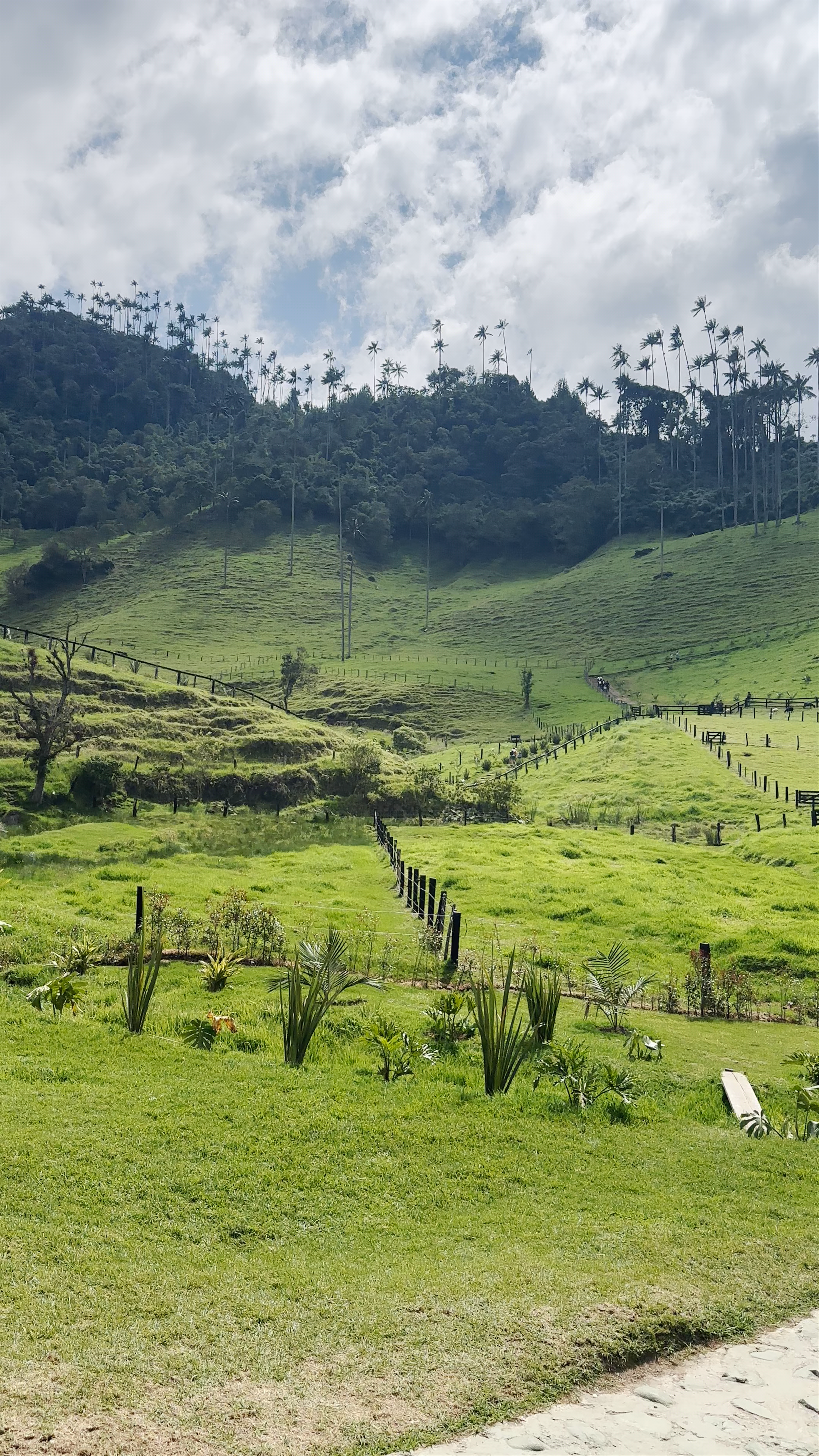 Letrero Valle del Cocora: Stunning Palm Valley in Salento, Colombia