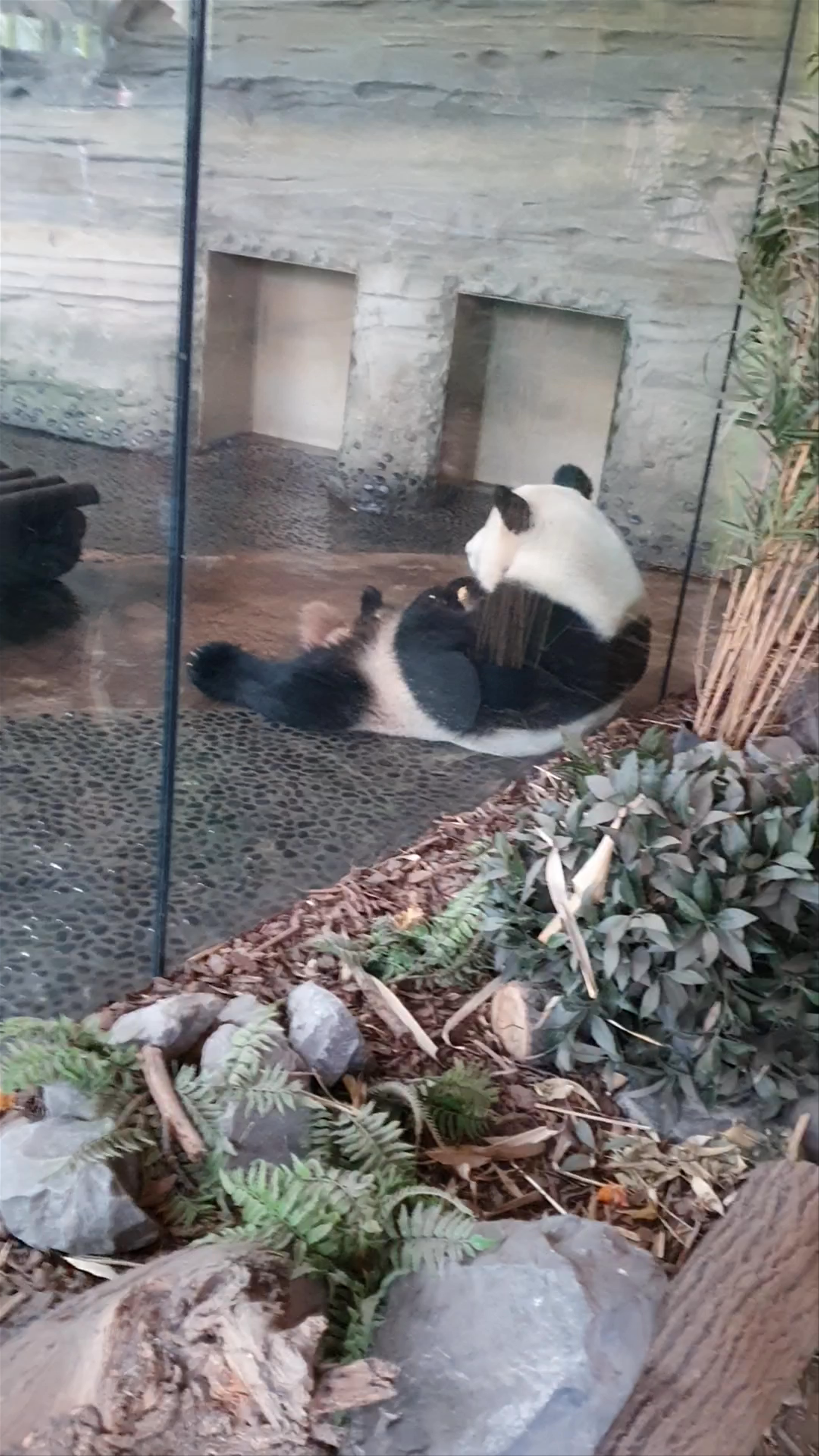 Berlin Zoological Garden: Panda Serenity in the Heart of Berlin