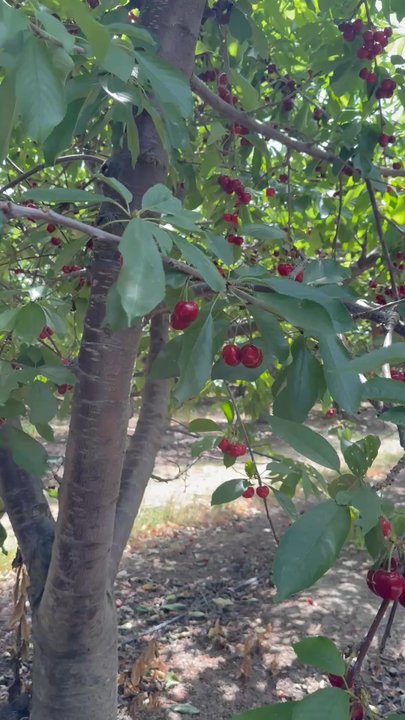Cherry Time - Pick Your Own Farms Near Me - Brentwood, California
