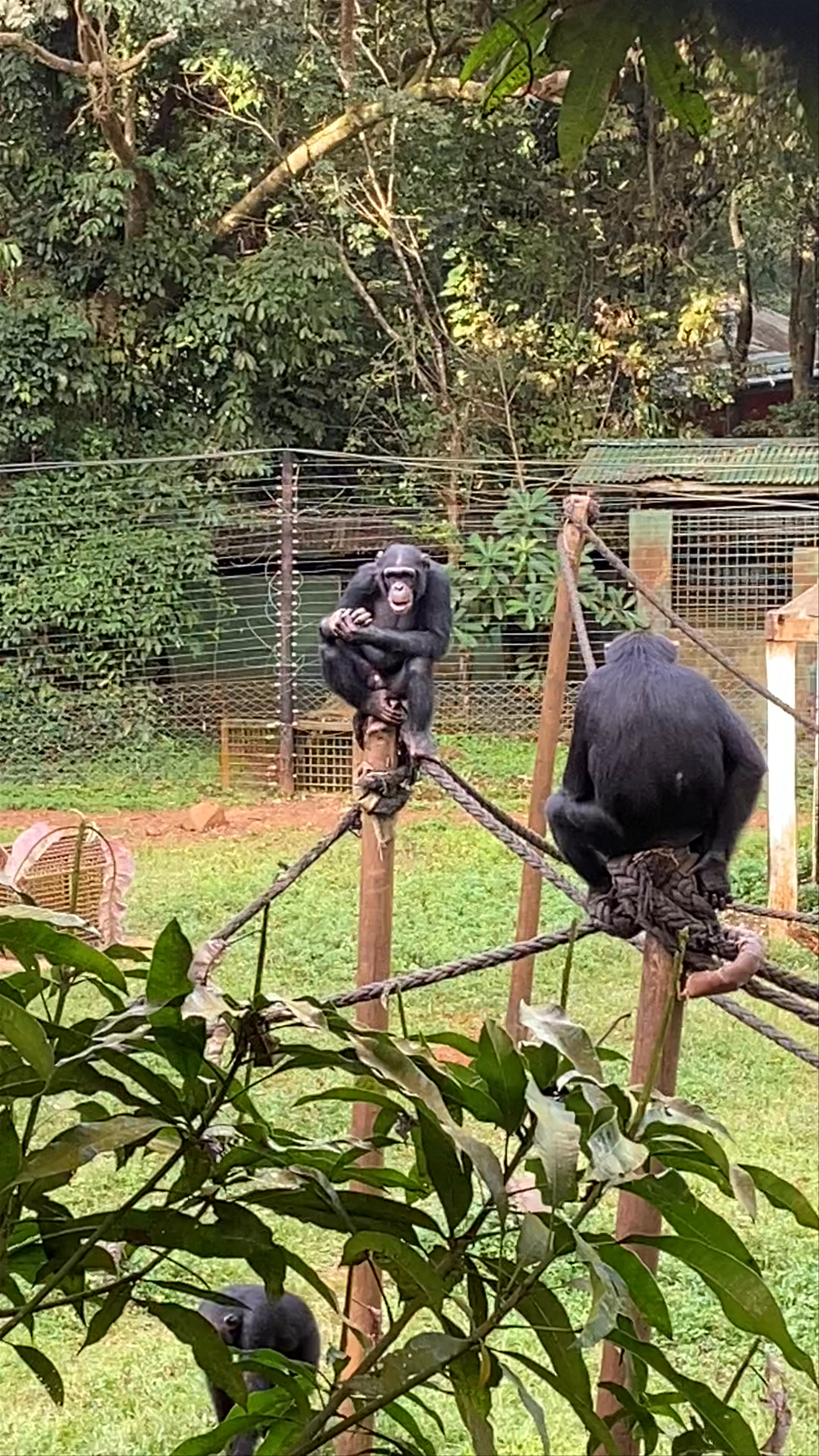 Tacugama Chimpanzee Sanctuary