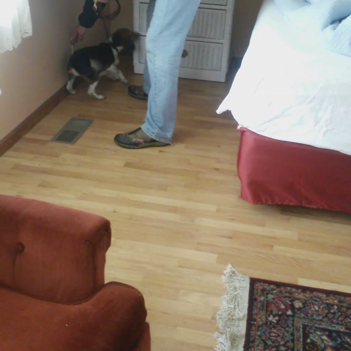 M2 Bed Bugs - Turbo finding a bed bug he sits and points with his nose at the location of the bug - Pest Control Near Me