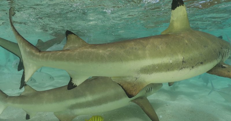 Black Tip Reef Shark poster