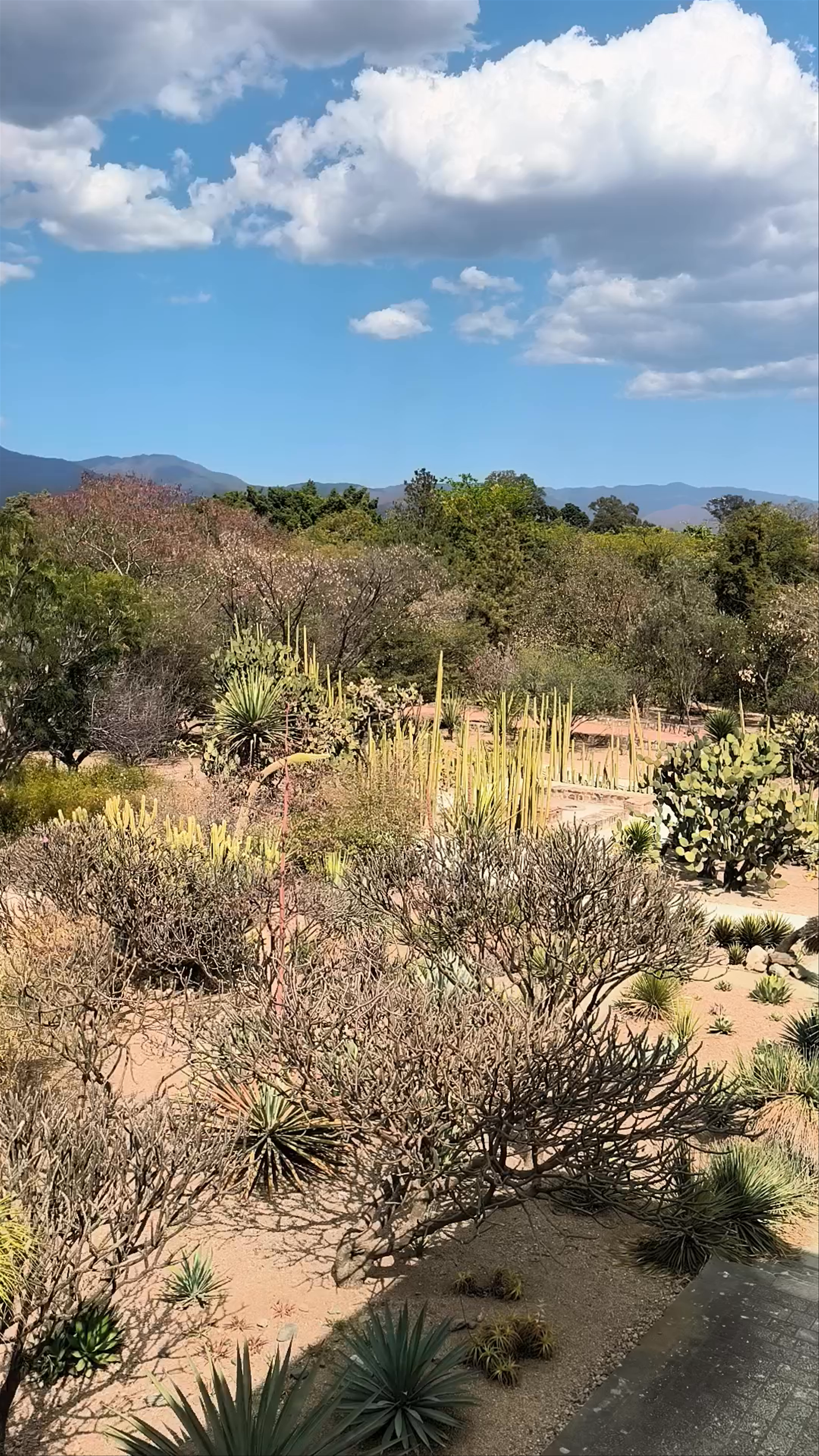 Jardín Etnobotánico de Oaxaca: Discover the Natural Heritage of Oaxaca