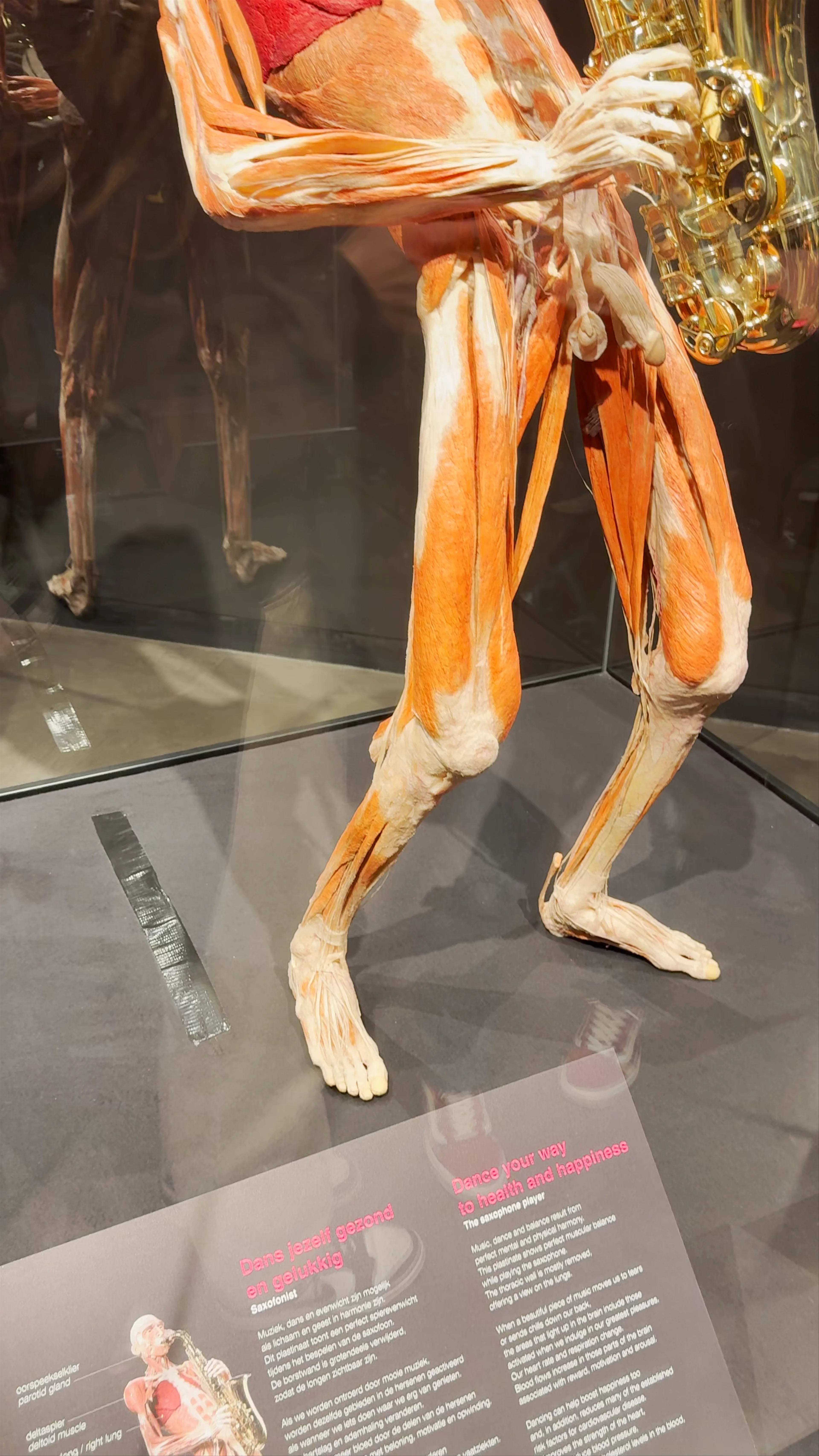 Body Worlds, Damrak