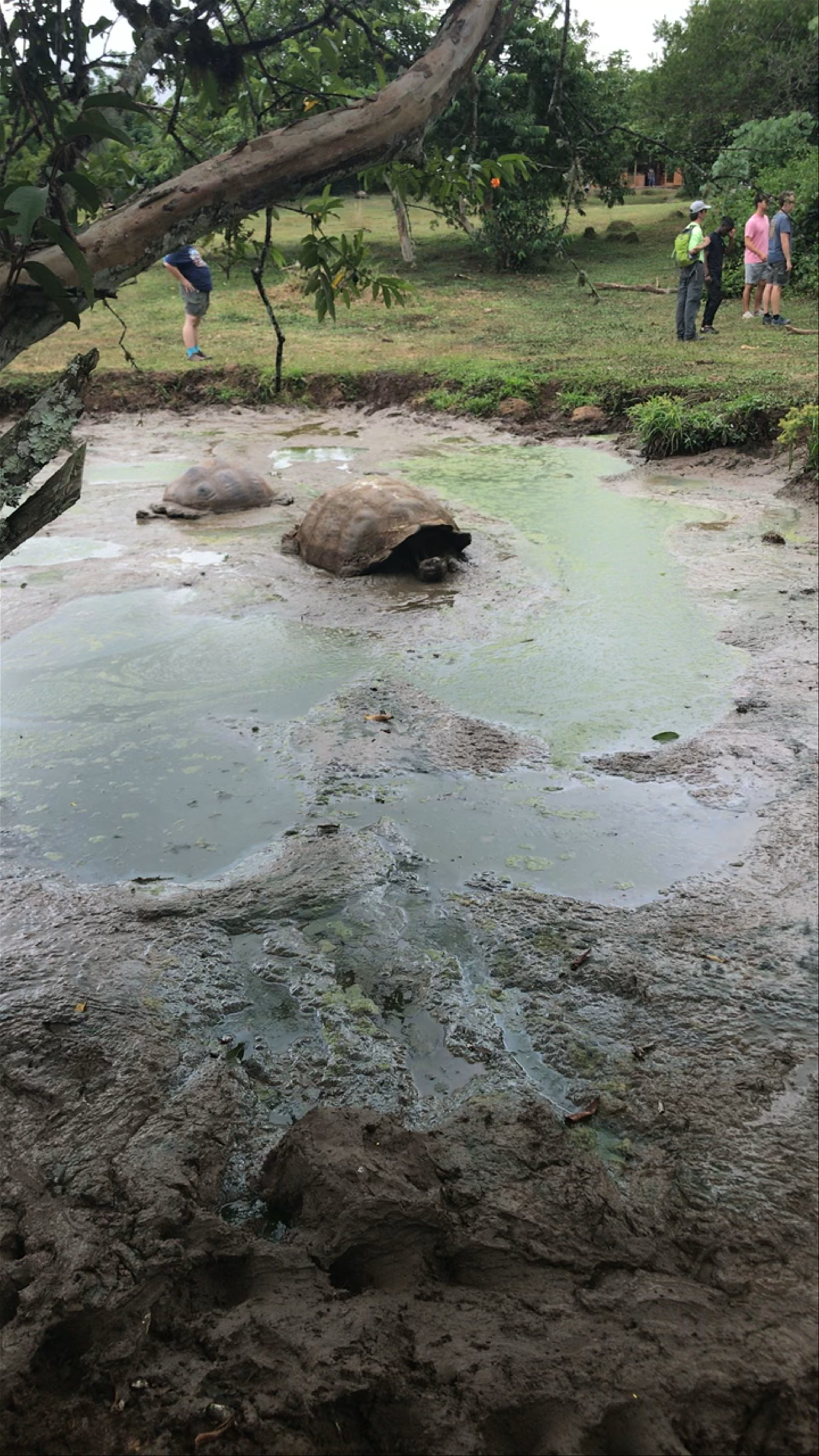 Gentle Giants of the Galápagos: Giant Tortoises Bathing in Mud
