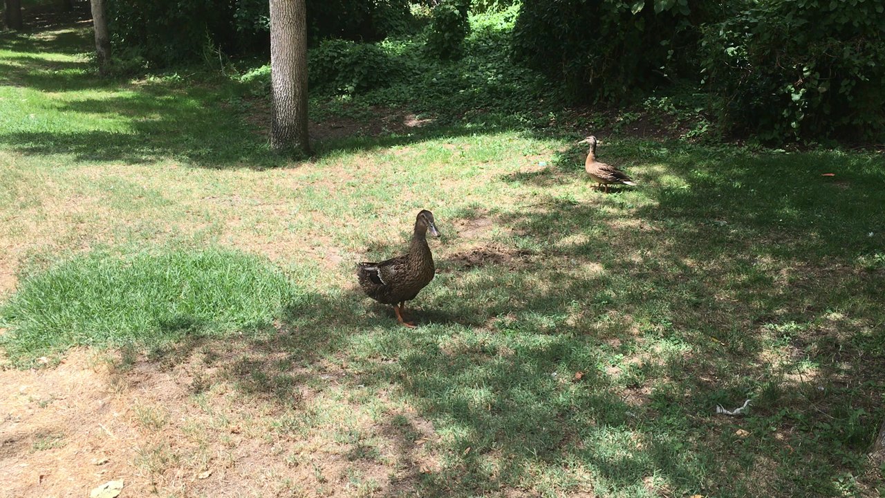 Parque El Soto - Pato! - Parks Near Me - Móstoles, M
