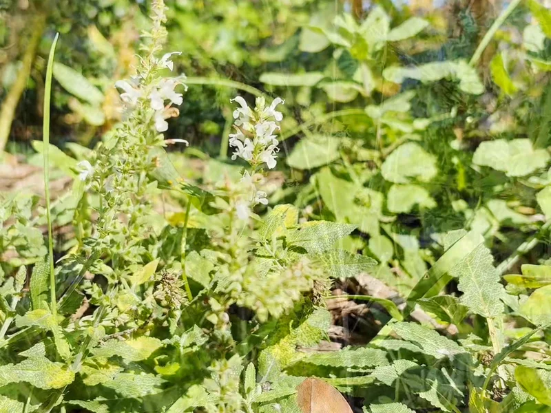 5 Things I Love About Tulsi Tincture