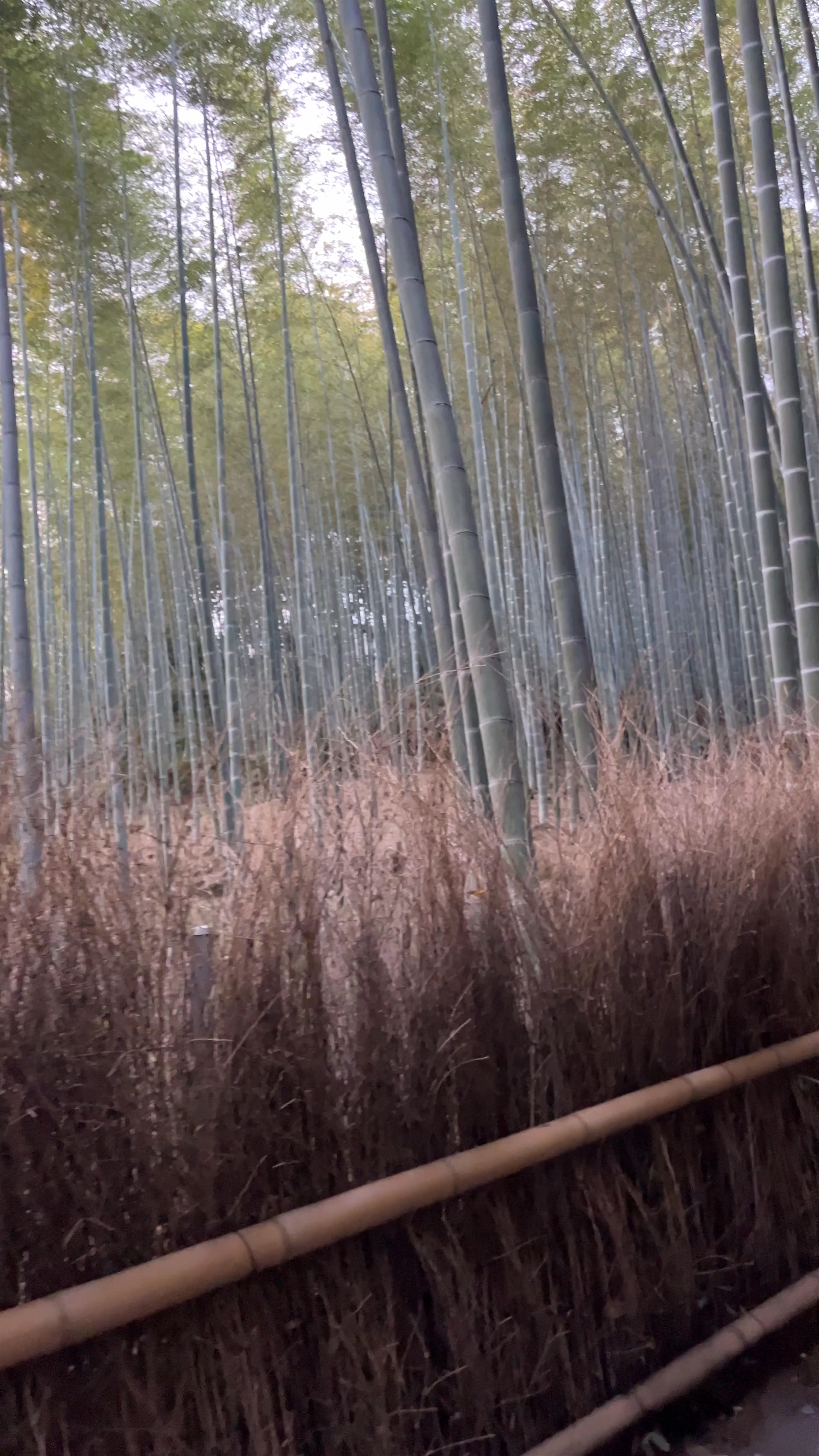 Bosque de Bambú de Arashiyama