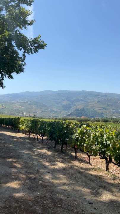 Quinta da Pacheca - Wineries Near Me - Lamego, 18