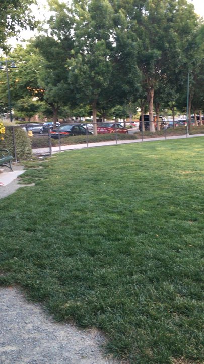 Bray Commons Dog Park - Spacious dog park - Dog Parks Near Me - Dublin, California