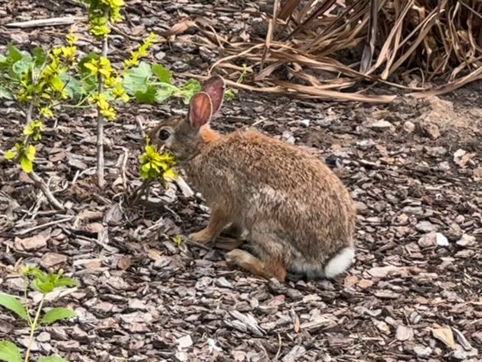 Will Rogers Gardens - Eastern Cottontail - Recreation Centers Near Me - Oklahoma City, Oklahoma