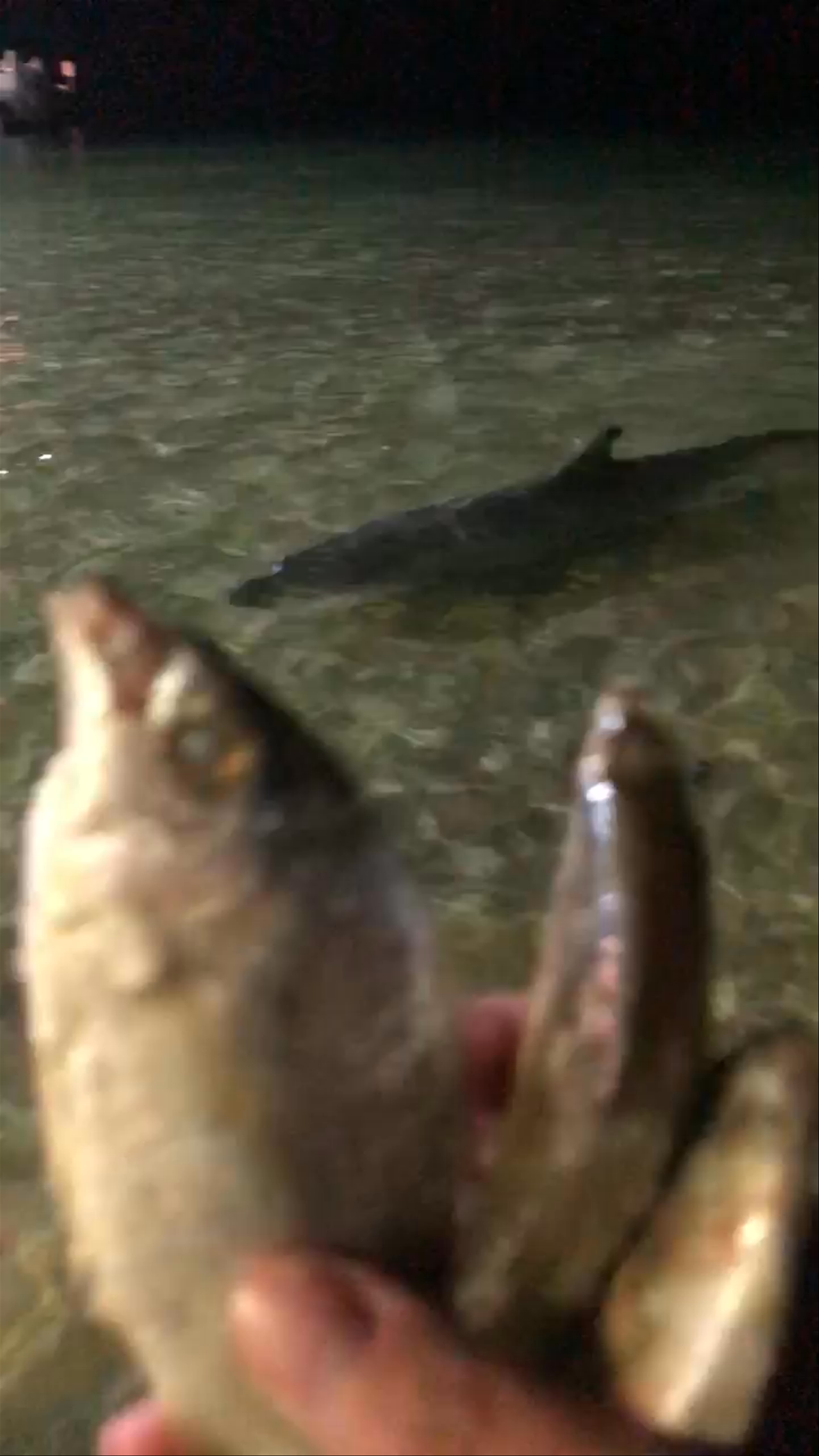 Tangalooma Wild Dolphin Feeding