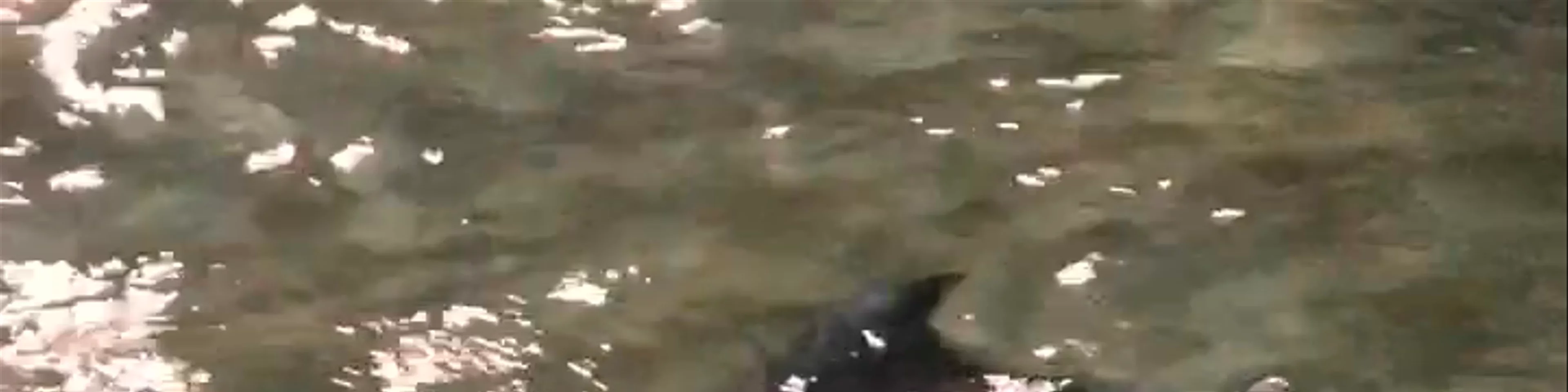 Tangalooma Wild Dolphin Feeding