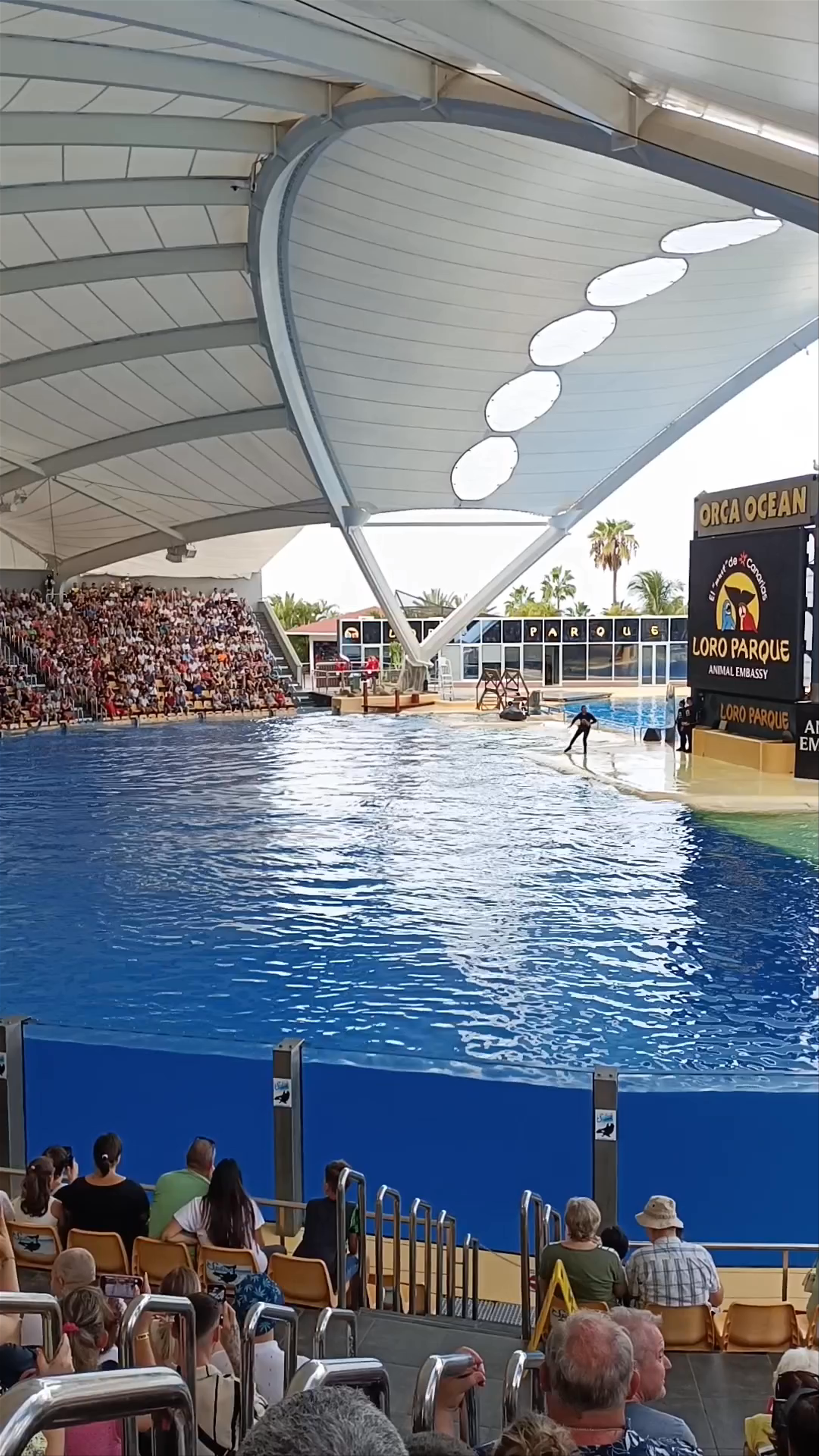 Orca Ocean Show at Loro Parque, Puerto de la Cruz