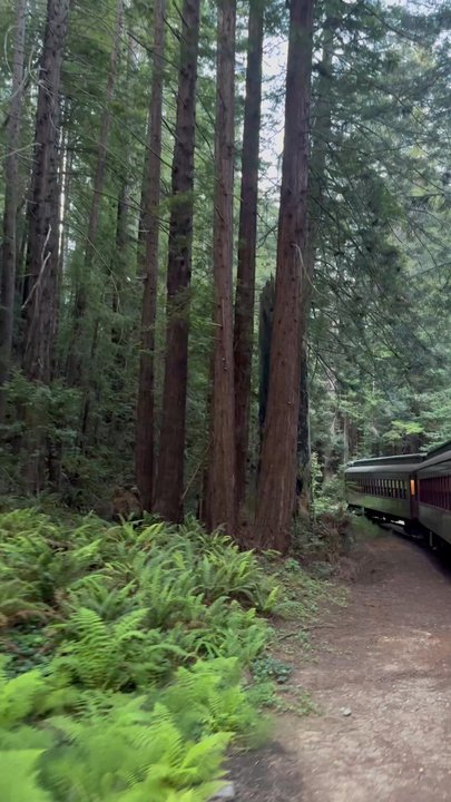 Skunk Train - Train Ride into the woods - Tours Near Me - Fort Bragg, California