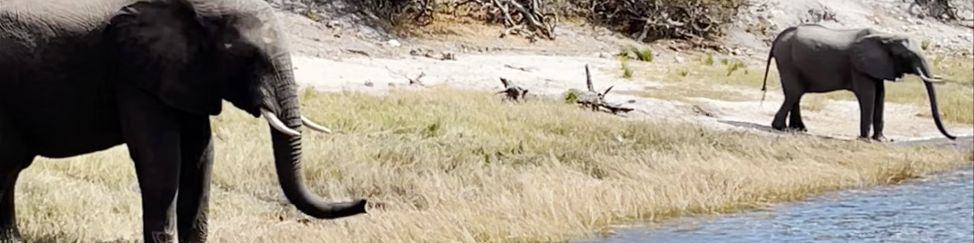 Chobe River