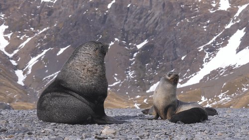 Antarctic fur seals animated gif