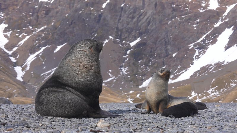 Antarctic fur seals poster