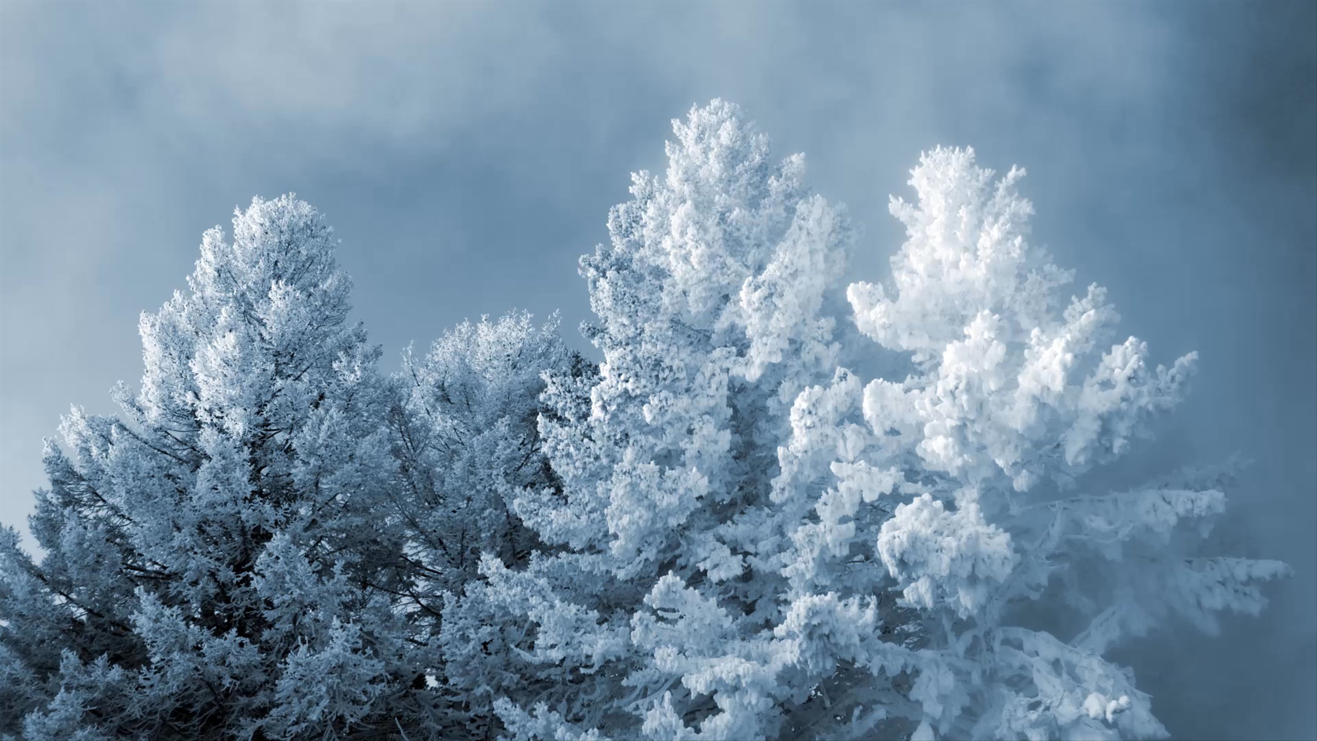 Tops of trees covered in heavy snow with fog rolling behind them.