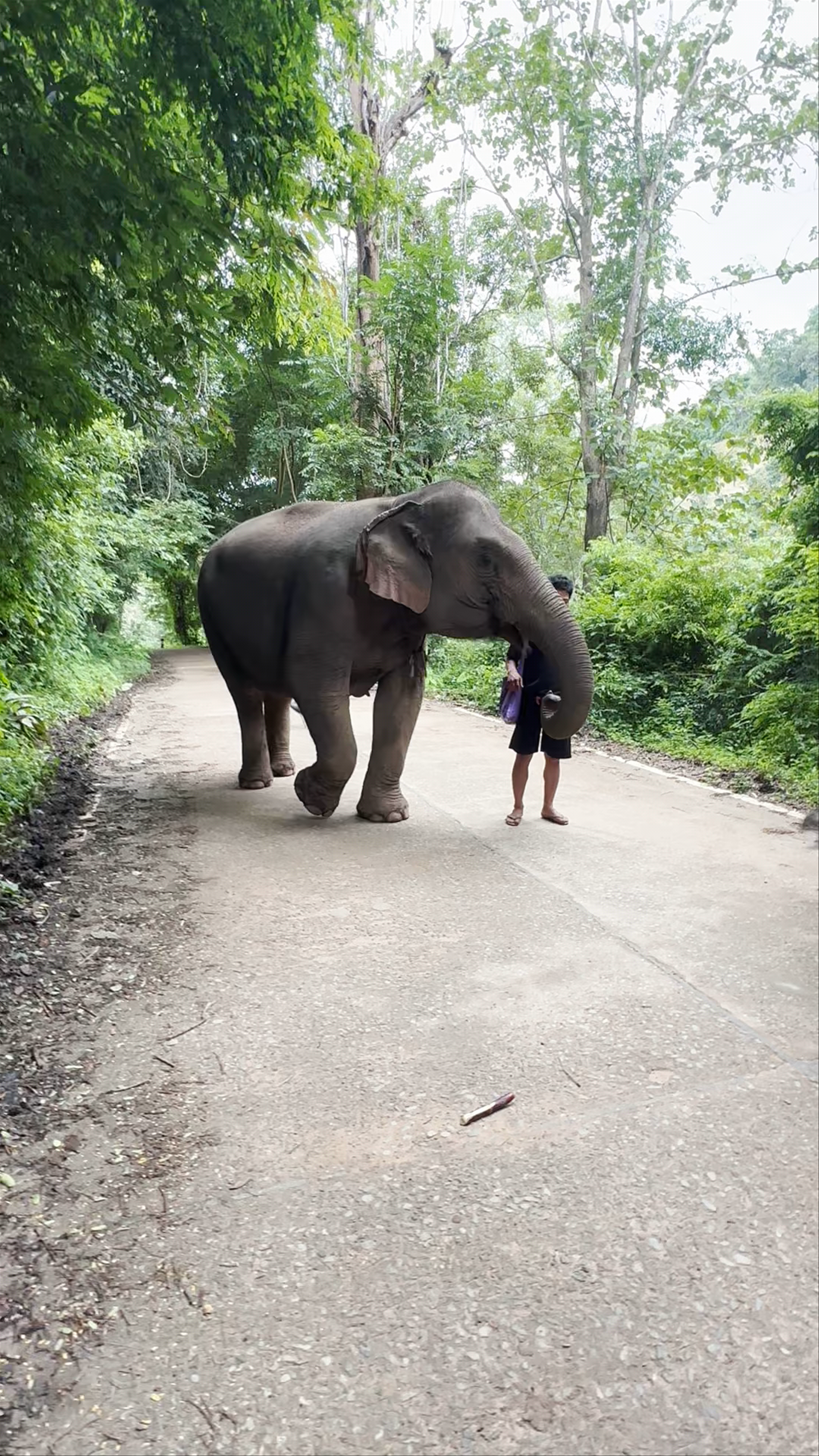 Kerchor​ elephant​ eco​ park​