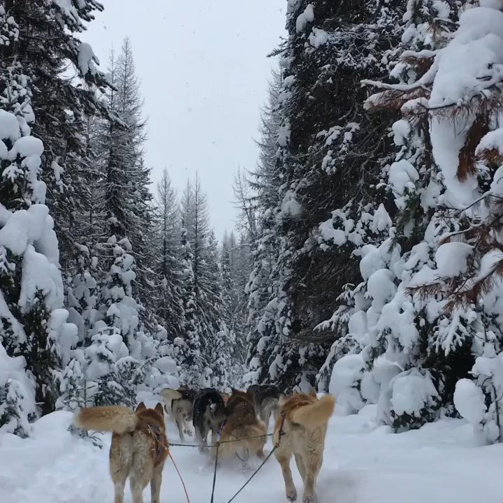 Dog Sled Adventures - On the ride! - Tours Near Me - Olney, Montana