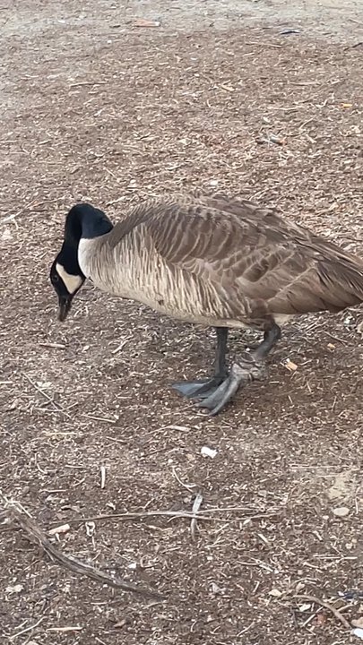Fairmount Park - Goose ): string around the leg making it hard to walk very uncomfortable and sad to see !!! - Parks Near Me - Riverside, California