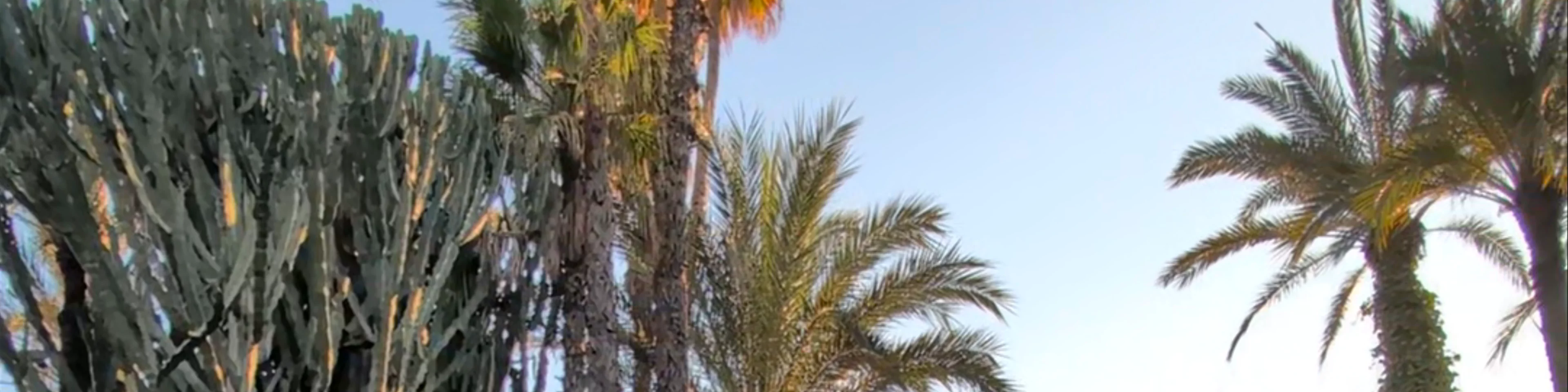 El Palmeral de Elche