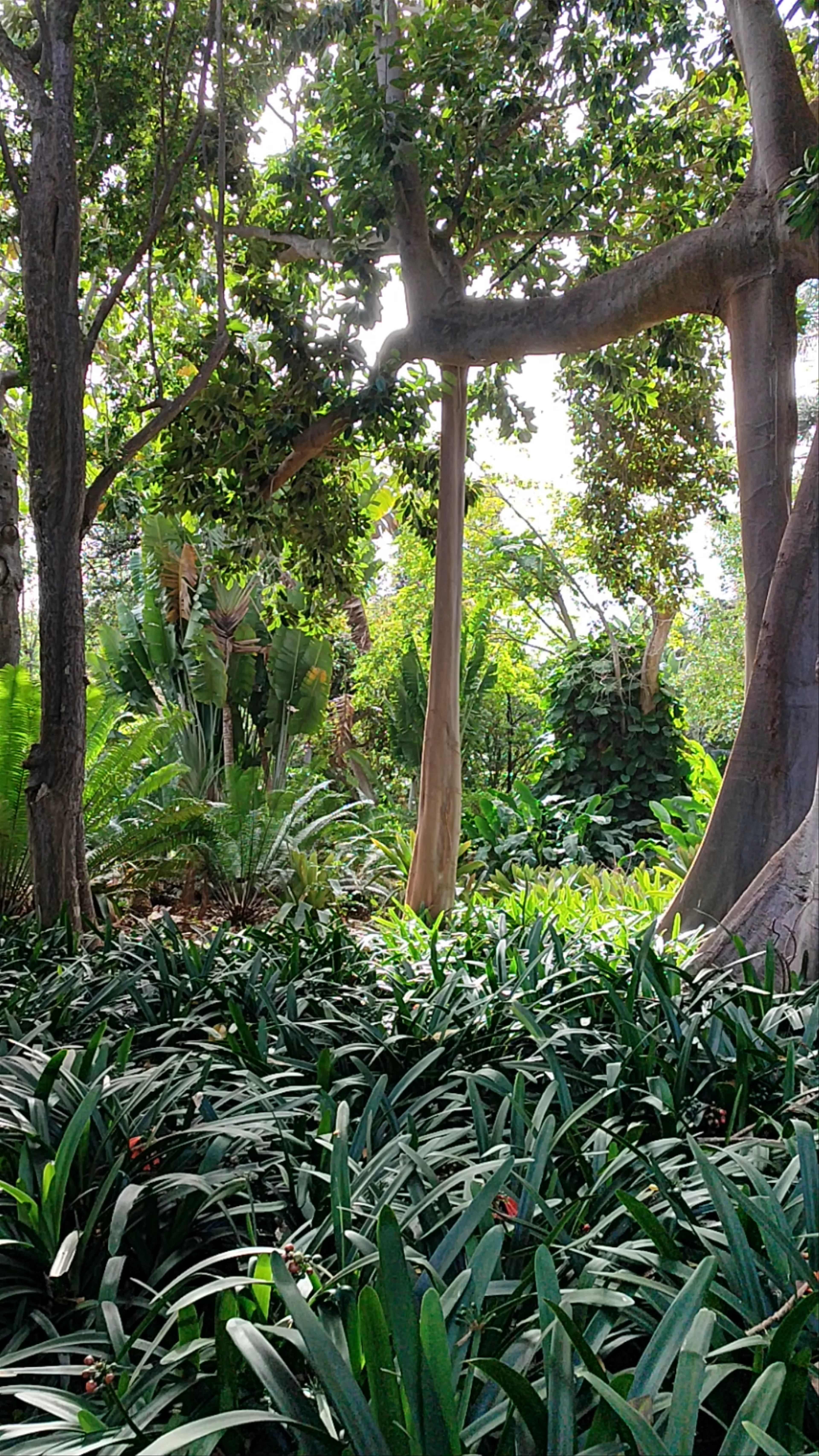 Jardín Botánico