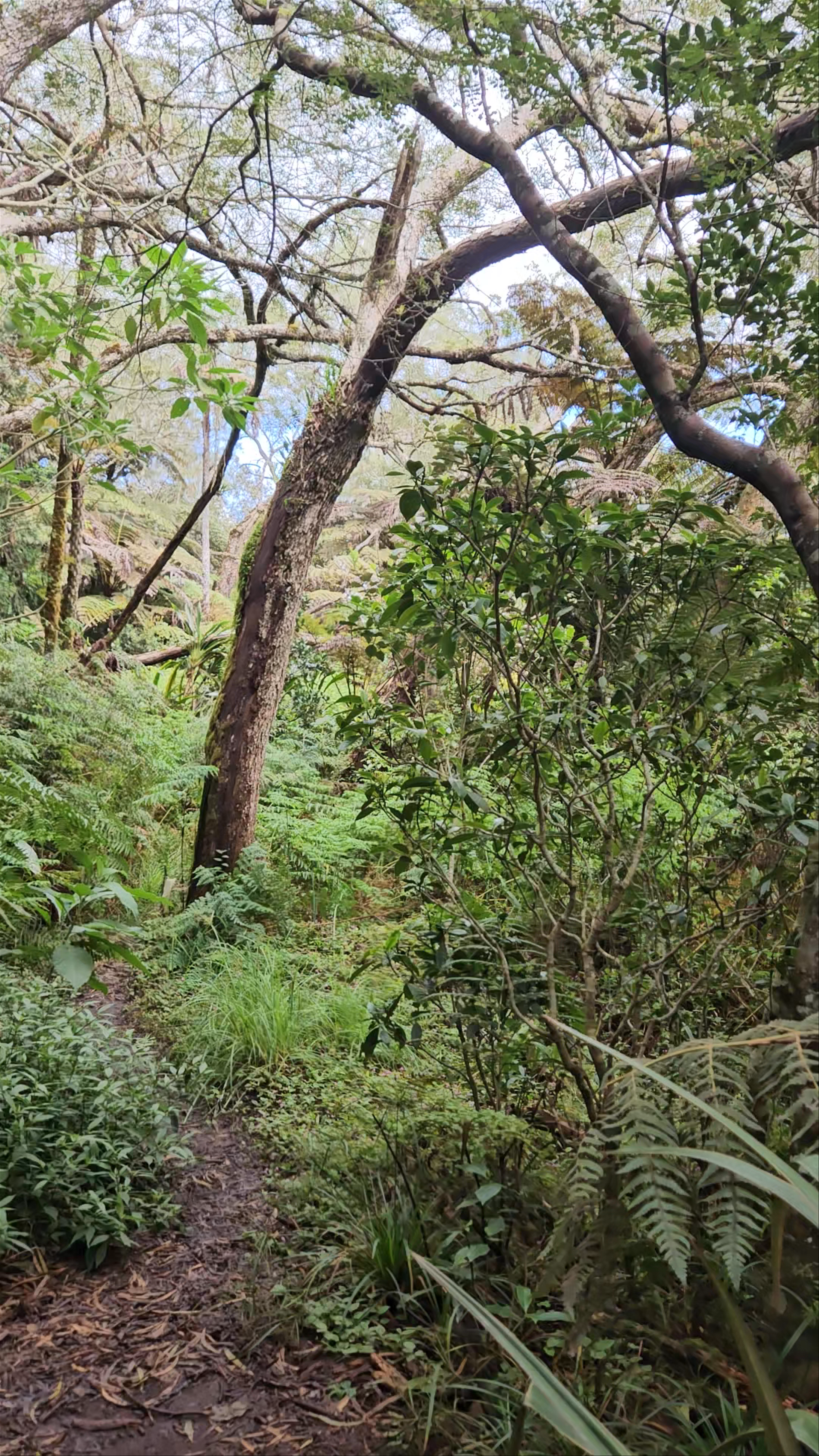 La reine des Tamarins