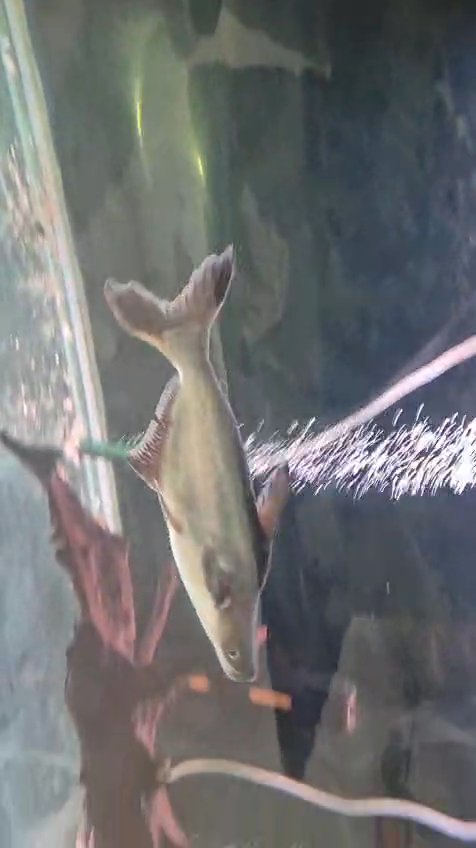 Iridescent shark