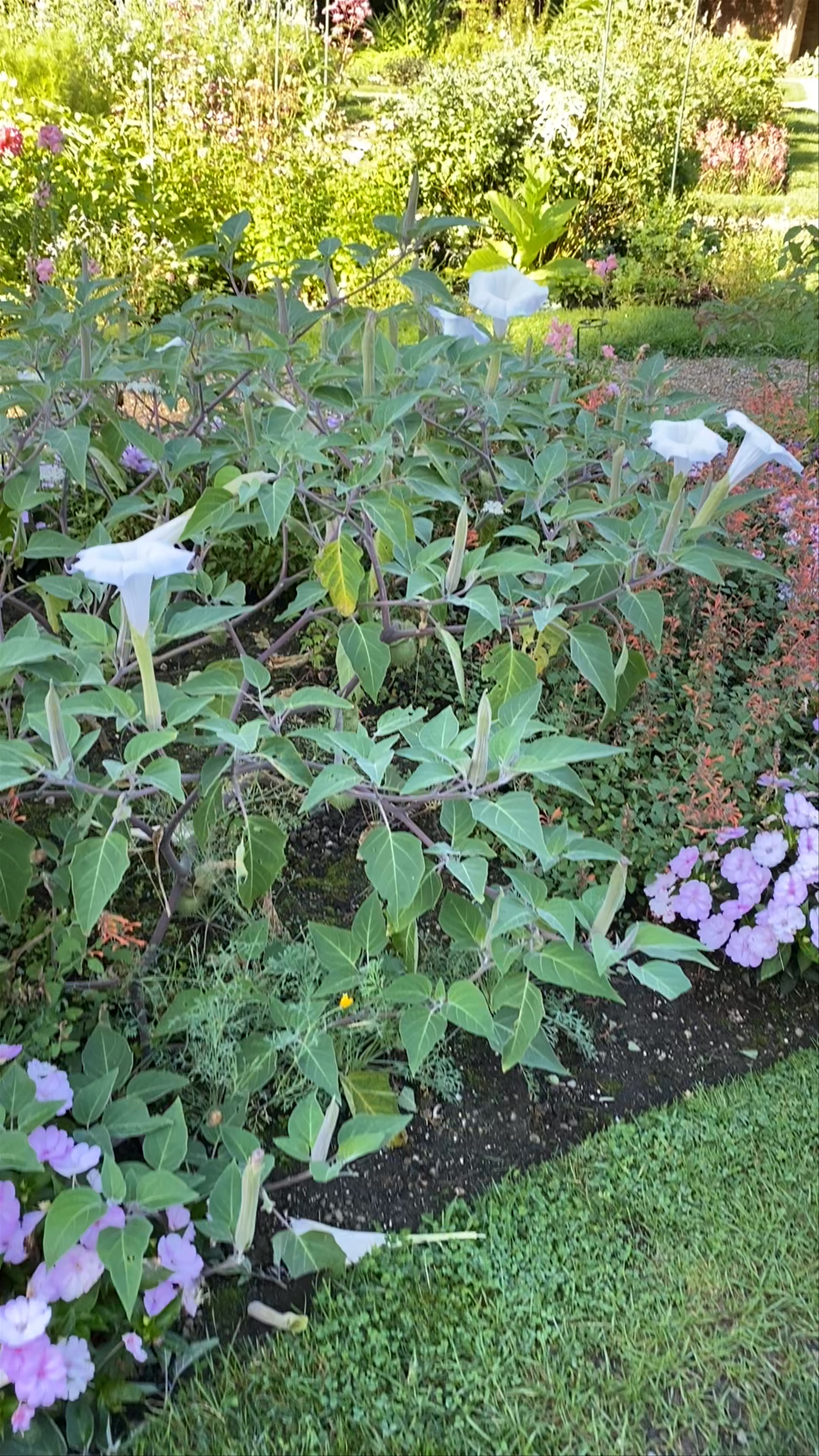 Ropes Mansion Garden Tour: Historic Serenity in Salem, Massachusetts