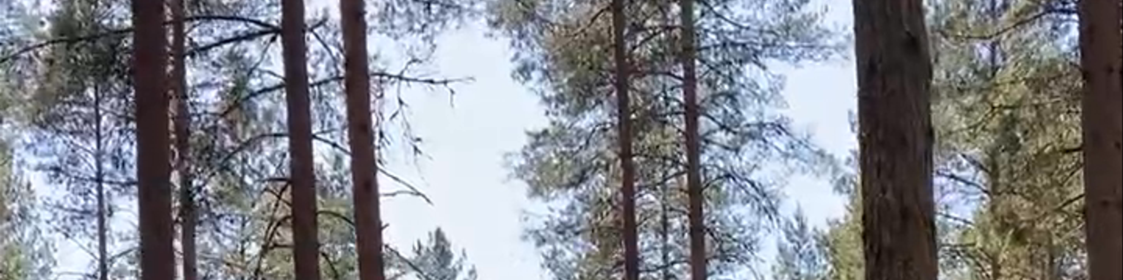 Kurzeme