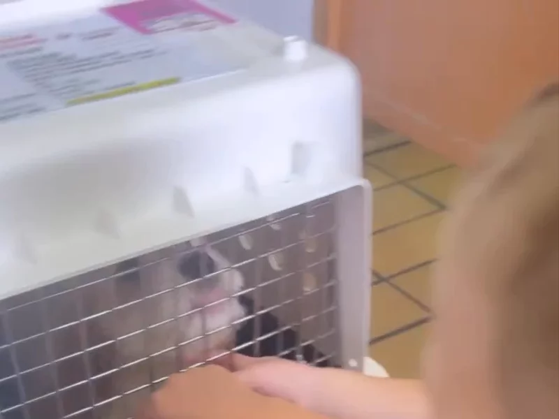 Puppies DownUnder Puppy arrival