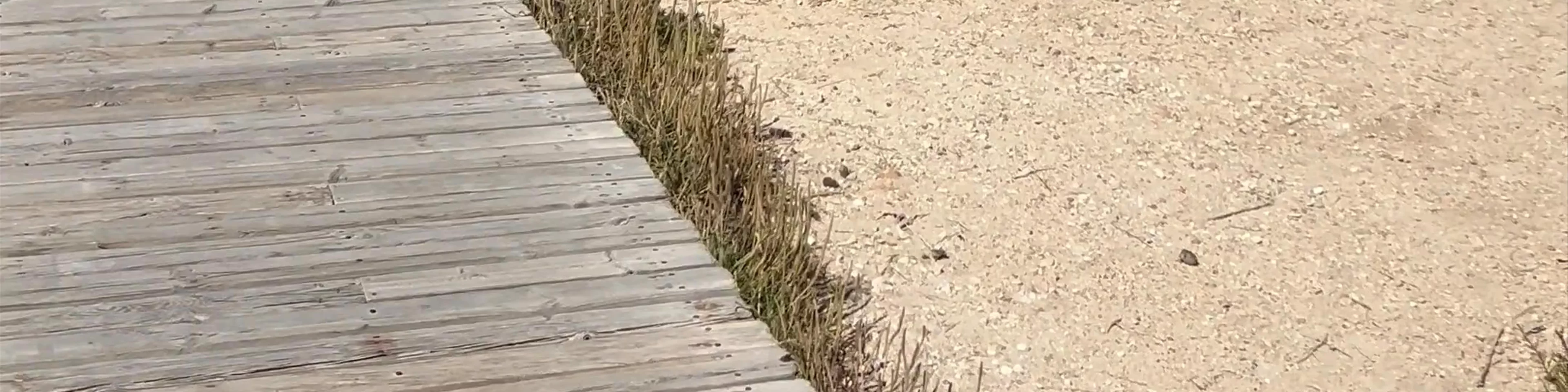 Platja Tamarit