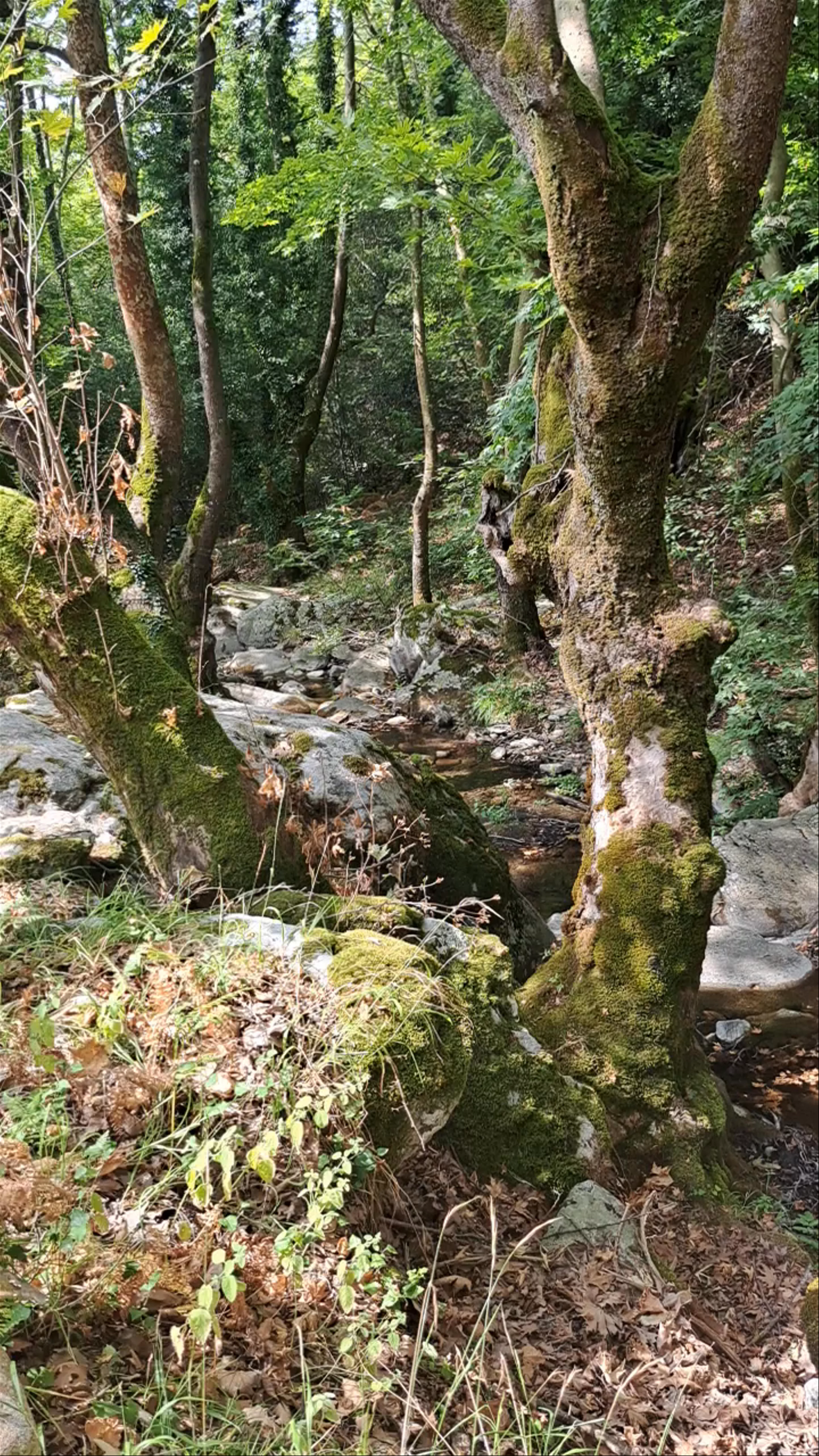 Mesoropi