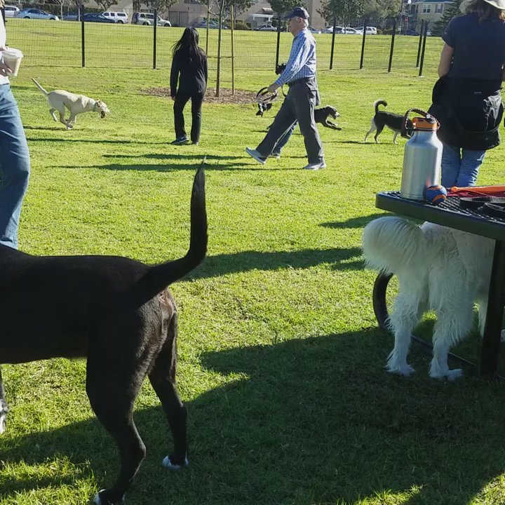 Windrow Park - Dog park - Playgrounds Near Me - Oxnard, California