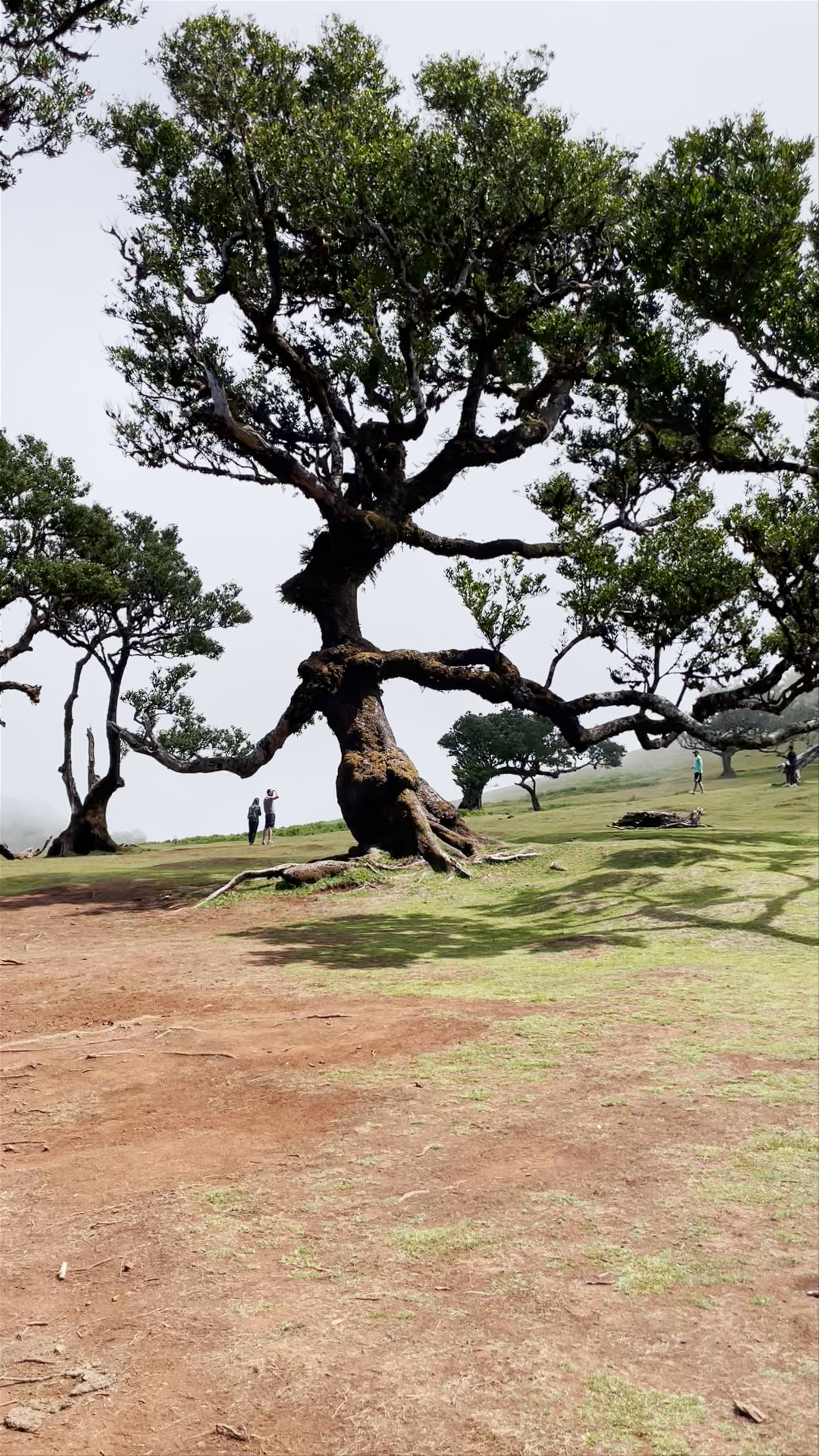 Fanal Witch Tree