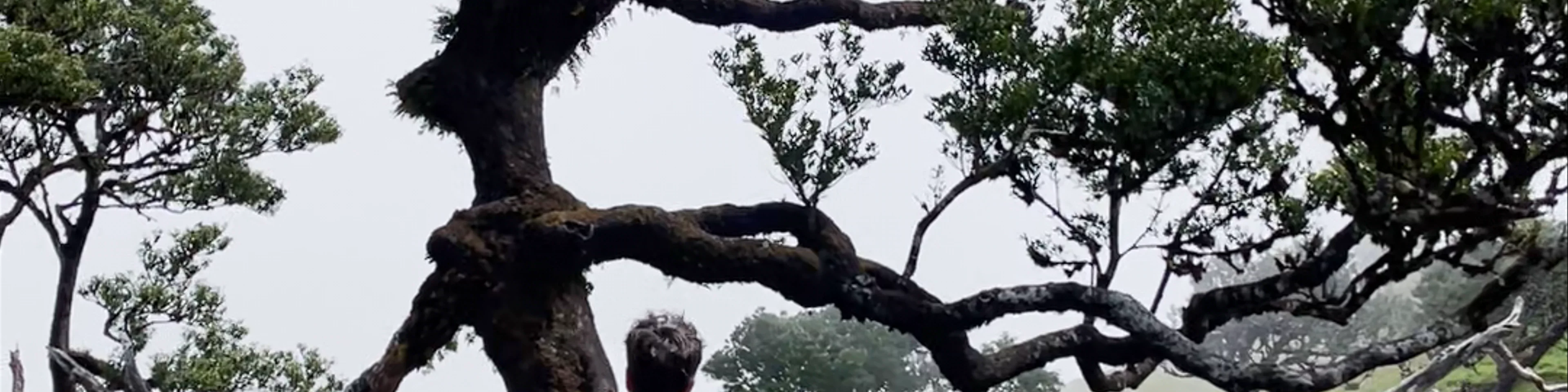Fanal Witch Tree