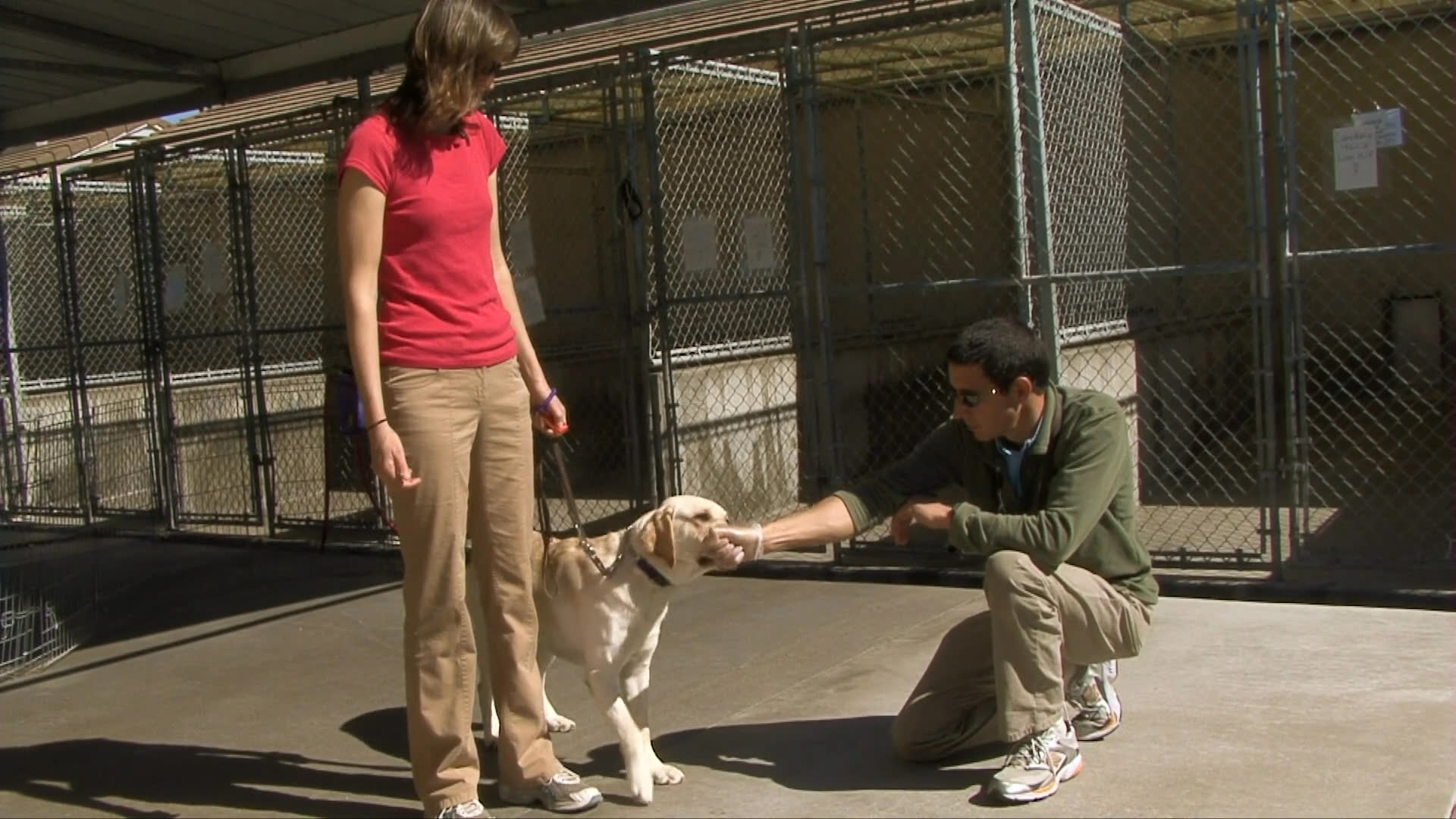 A trainer guides a yellow labrador retriever through positive reinforcement exercises within a kennel facility. The dog learns to respond to hand gestures and commands, emphasizing structured behavioral conditioning.