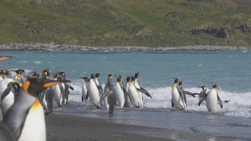 King Penguins in South Georgia animated gif