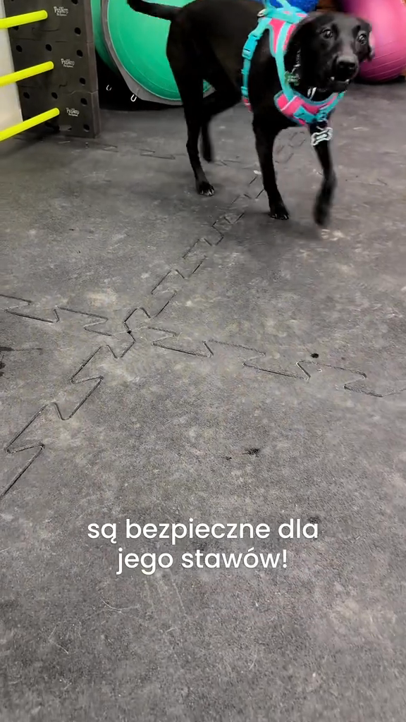 dogs
