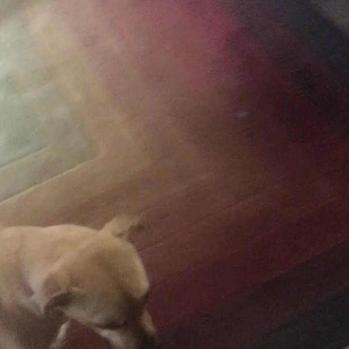 Petz Mania - My dog limping the owner of Petz mania thinks this isn't a limp. - Pet Groomers Near Me - Dallas, Texas